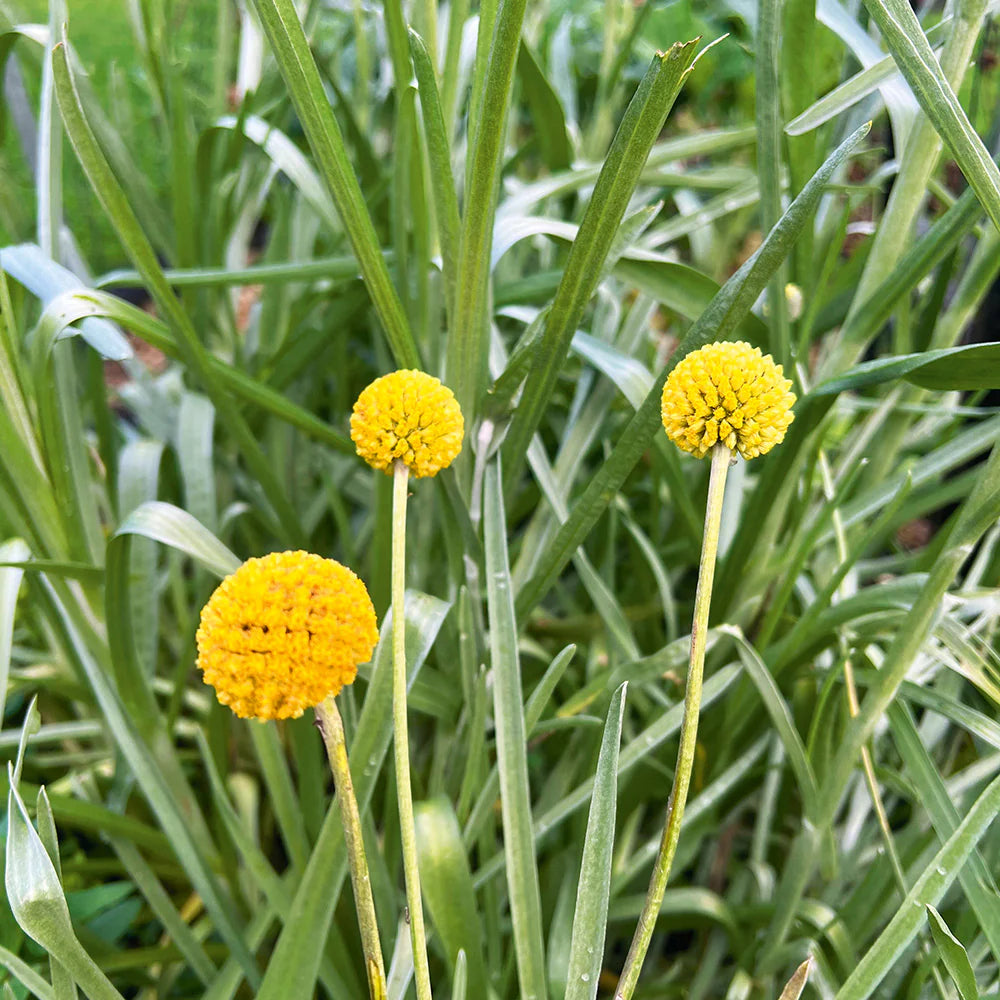 Craspedia Flower Seeds – Heirloom, Non-GMO, Billy Button Blooms for Unique Garden Planting