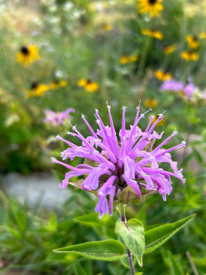 Heirloom Non-GMO Monarda Fistulosa Flower Seeds for Pollinator-Friendly Garden Planting