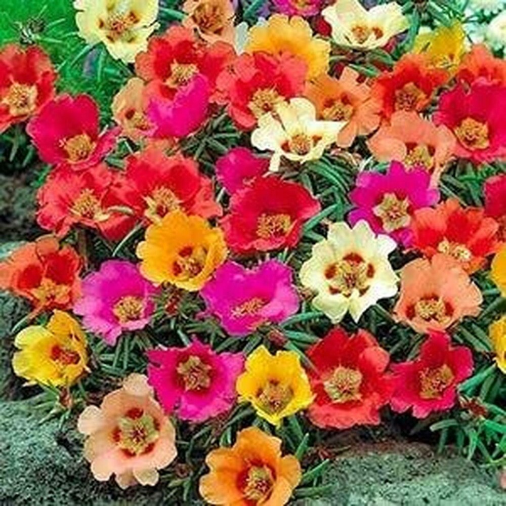 Blandede Portulaca blomsterfrø til udplantning, 100 stk