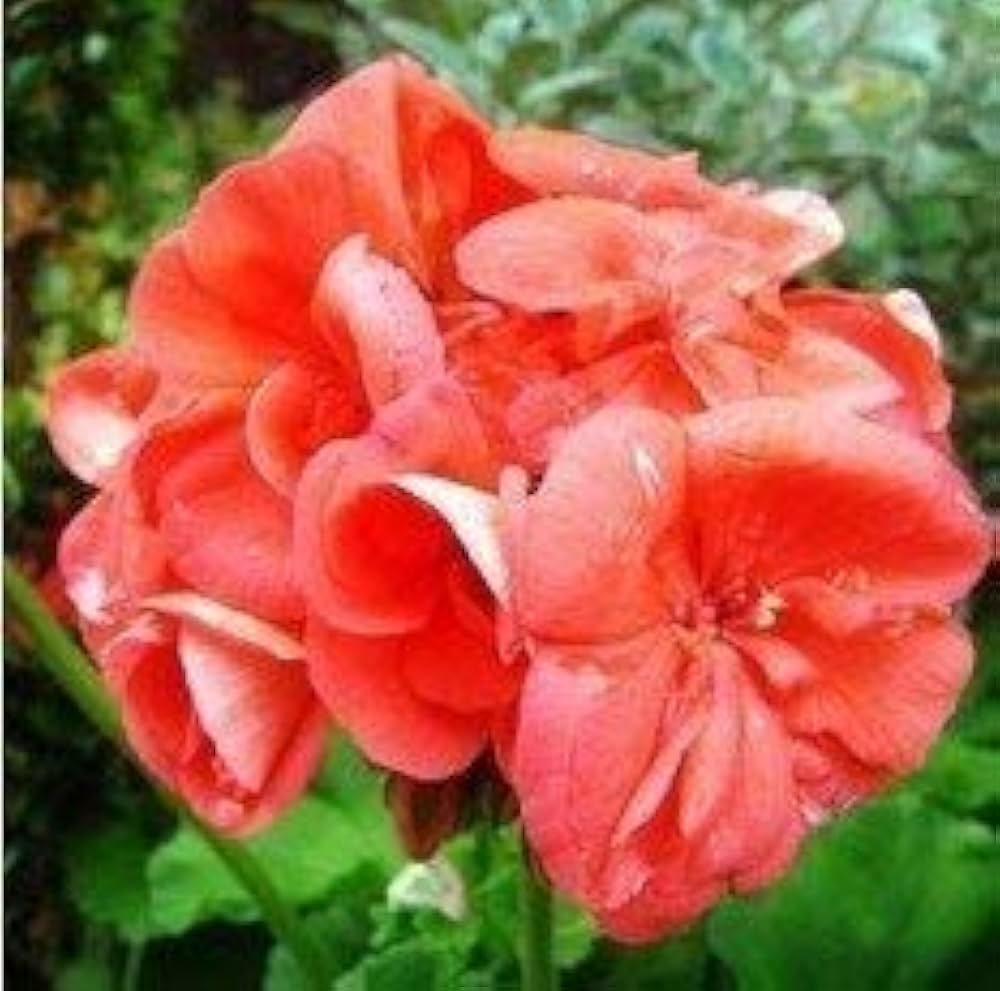 Pale Pink Pelargonium Hortorum Flower Seeds for Planting - 100 pcs