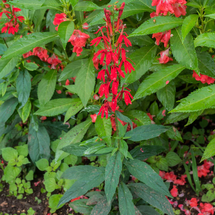 Heirloom Non-GMO Cardinal Flower Seeds for Garden Planting – Vibrant Red Hummingbird Blooms