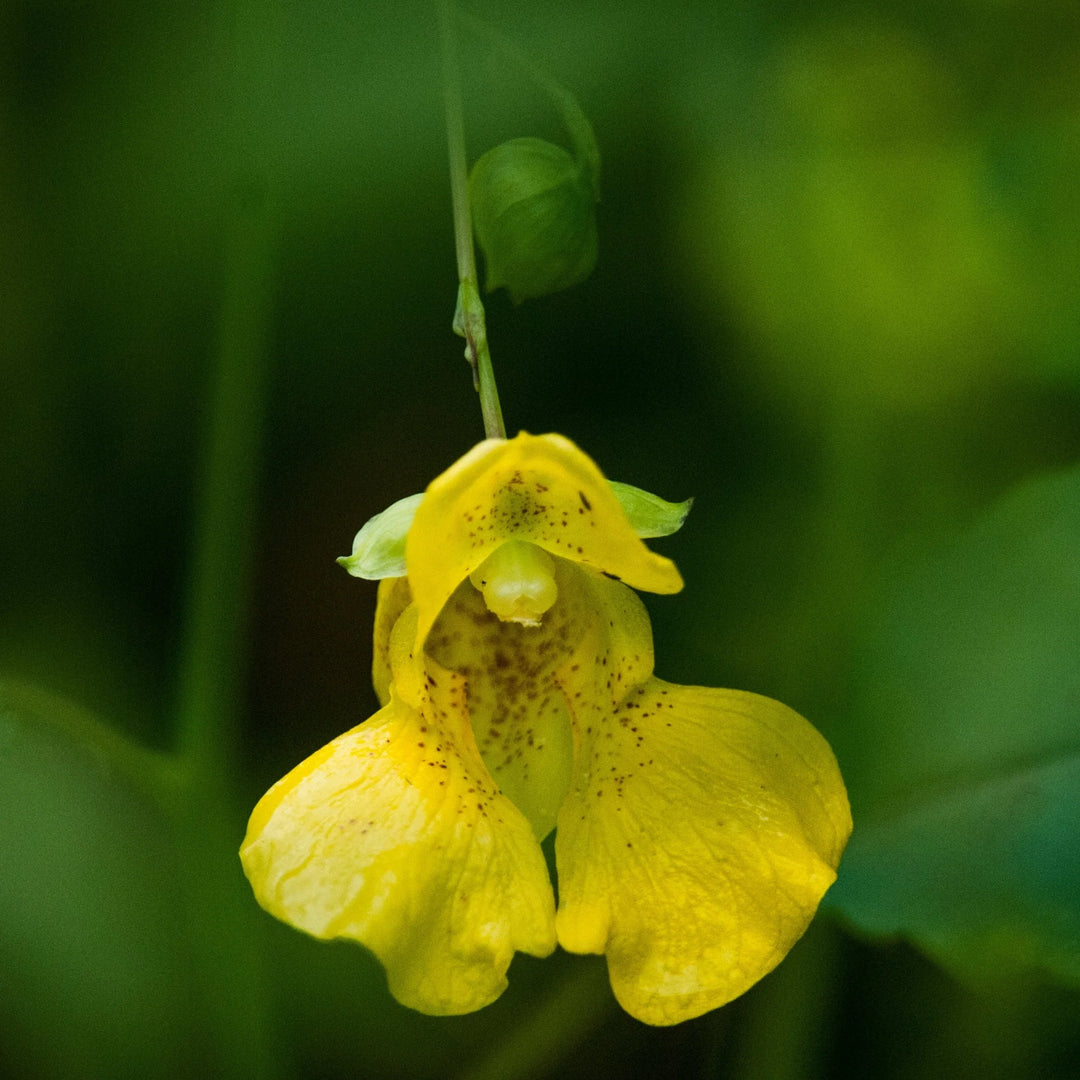 Gule Impatiens Blomsterfrø til udplantning, 100 stk