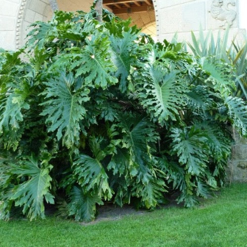 Green Philodendron Selloum Seeds for Planting - Heirloom & Non-GMO Seeds for planting