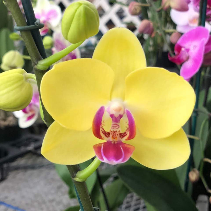 Orchid Phalaenopsis Flower Seeds – Heirloom, Non-GMO Elegant Tropical Blooms for Indoor Planting