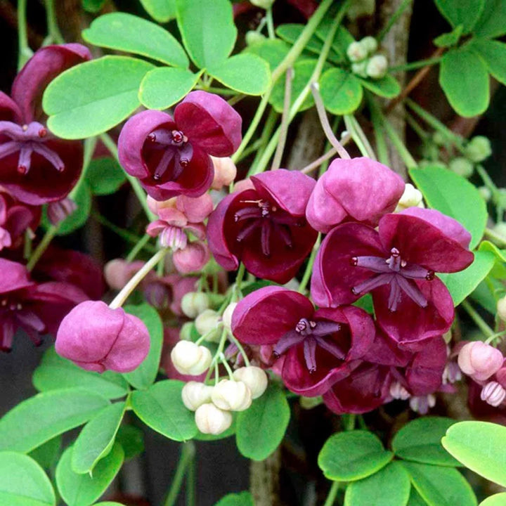 Akebia blomsterfrø til plantning, arvestykke, ikke-GMO, 100 stk.