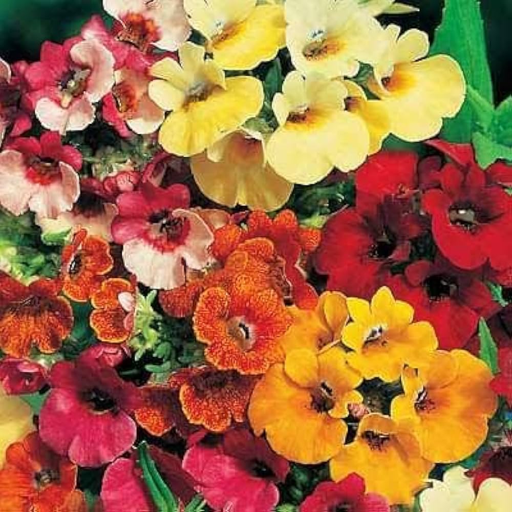 Mixed Nemesia Carnival Flower Seeds for Planting - 100 pcs