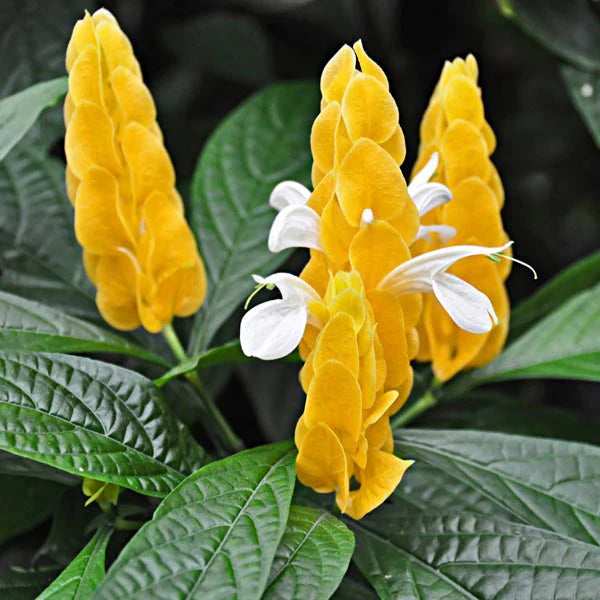 White Yellow Pachystachys Flower Seeds for Planting - 100 pcs