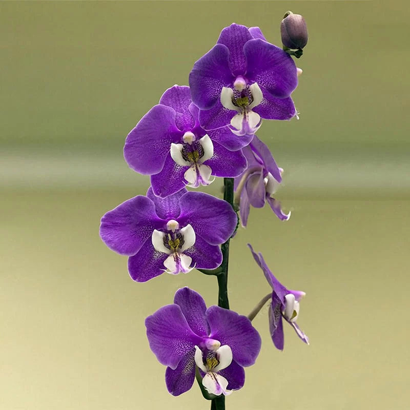 Lilla sommerfugl orkidé blomsterfrø til plantning - 100 stk