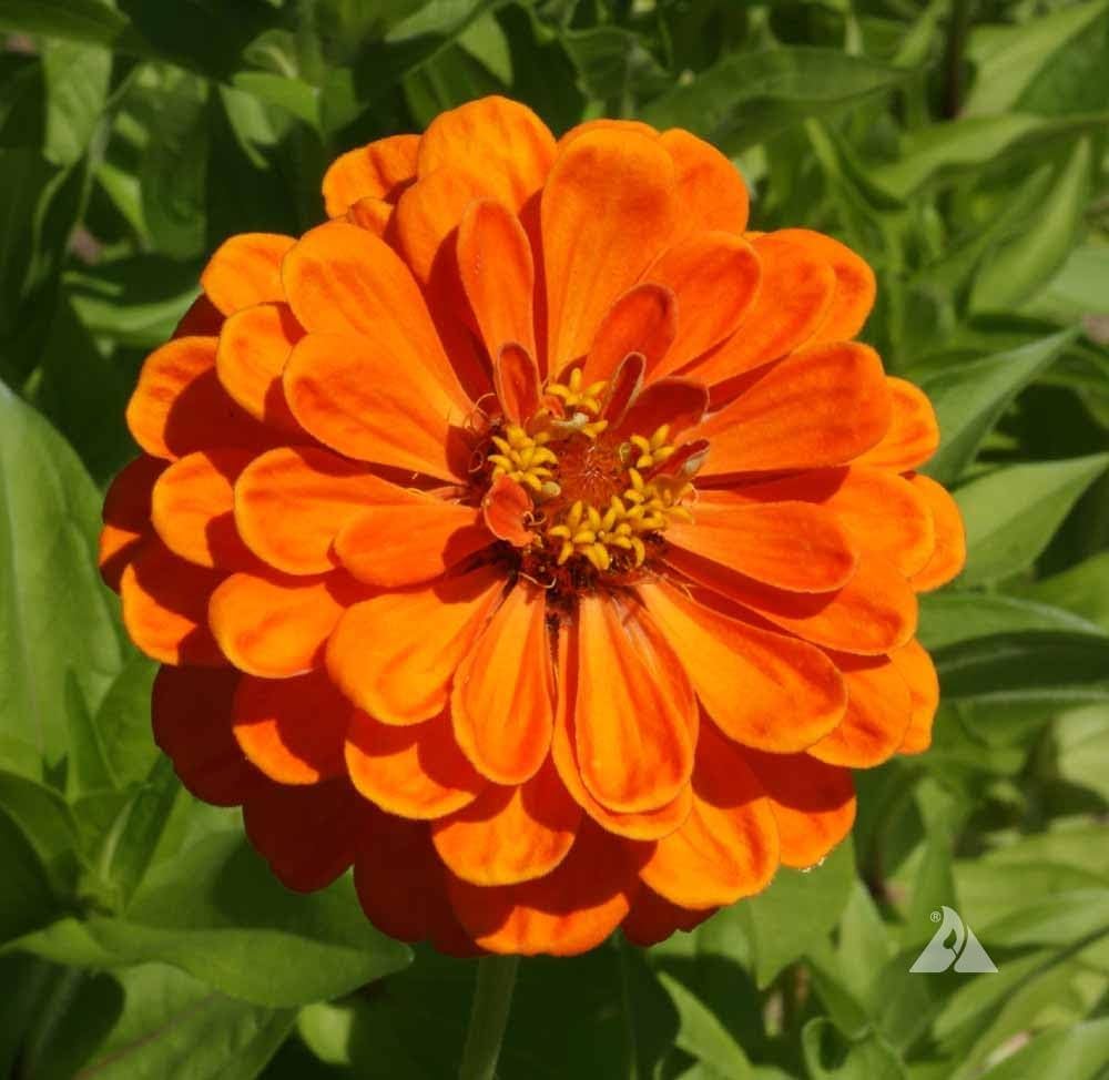 Orange Gul Zinnia Blomsterfrø til udplantning - 100 stk