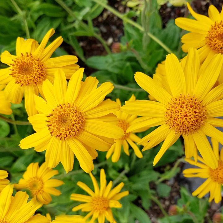 Gule Arnica Montana blomsterfrø til plantning - 100 stk