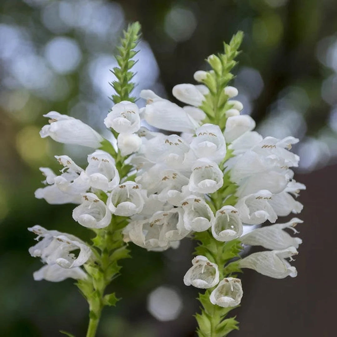 Hvide Physostegia blomsterfrø til udplantning - 100 stk