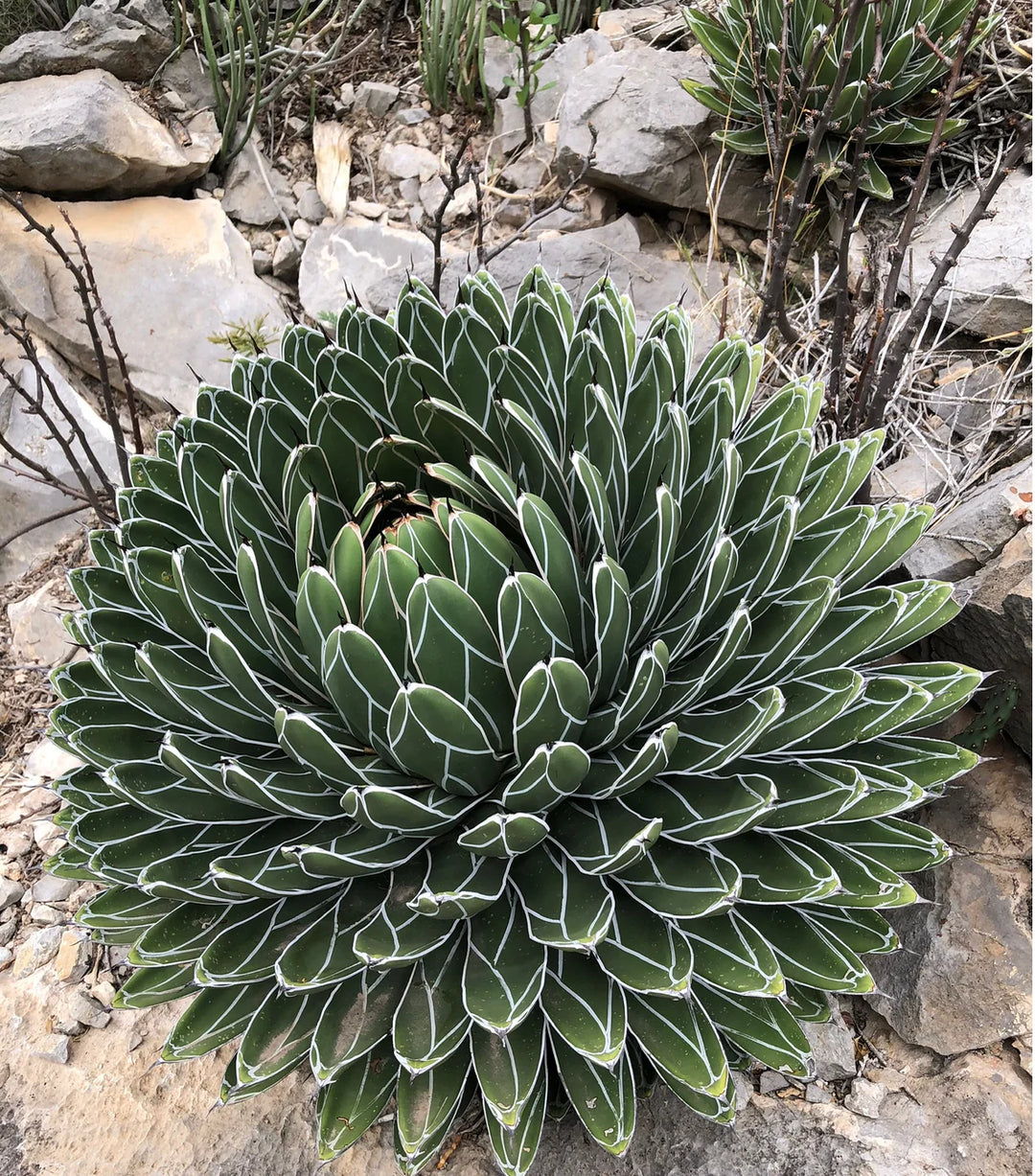 Agave Victoriae plantefrø til plantning, arvestykke, ikke-GMO, 100 stk.