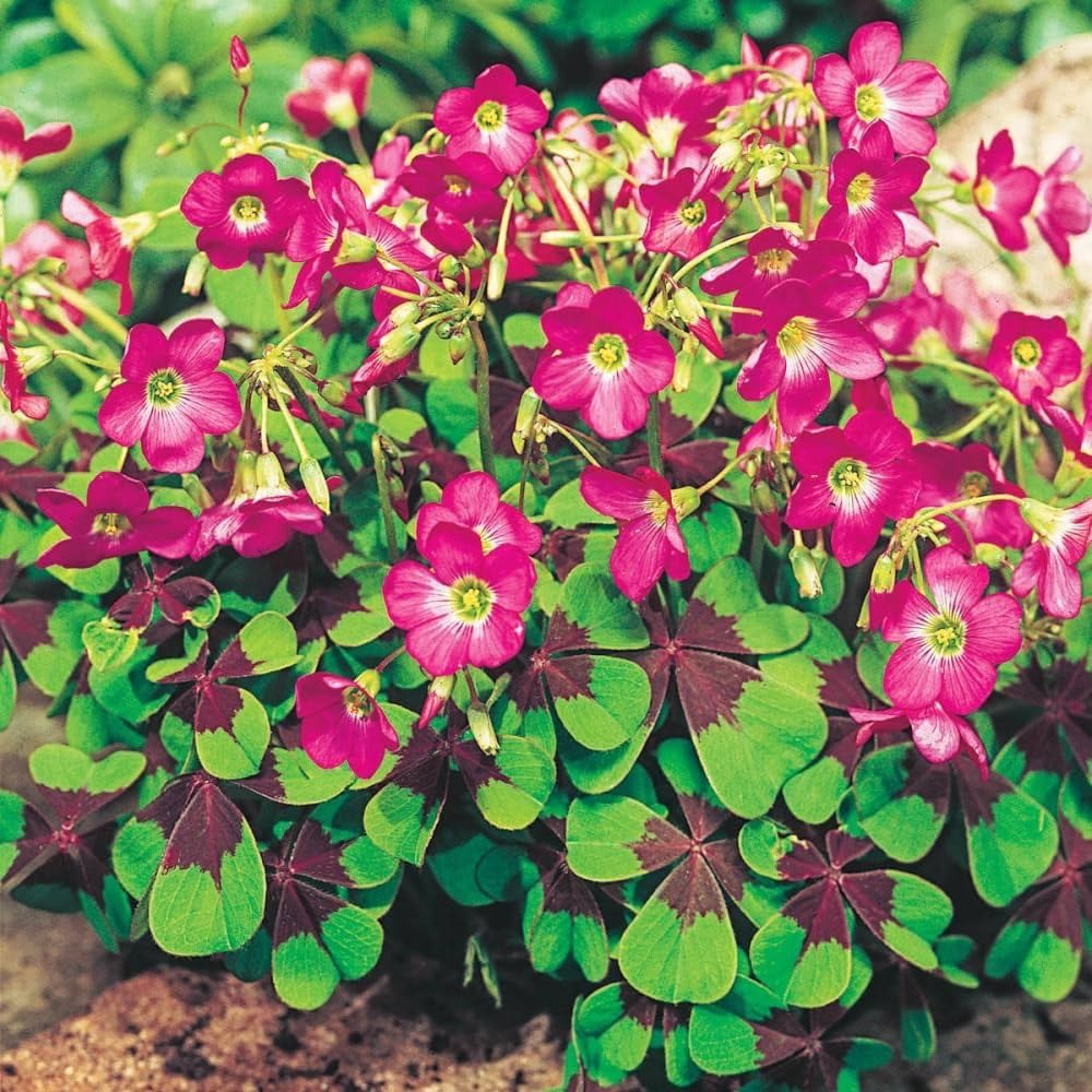 Oxalis Iron Cross Plant Seeds – Heirloom, Non-GMO Seeds for Planting Unique Garden Foliage