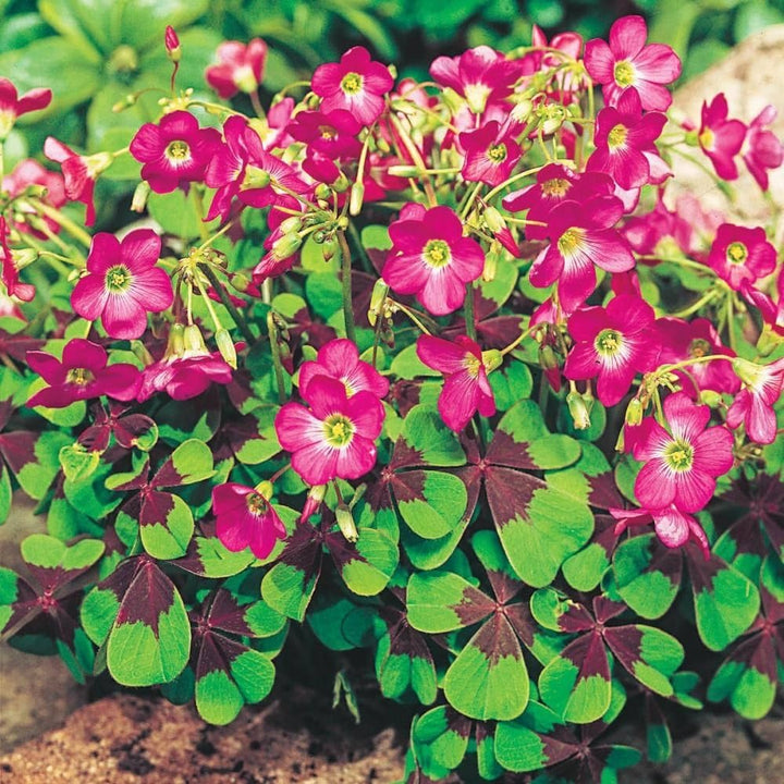 Oxalis Iron Cross Plant Seeds – Heirloom, Non-GMO Seeds for Planting Unique Garden Foliage