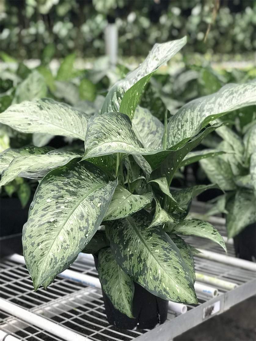 sansevieria seeds for sale Green Sansevieria Plant Seeds for Planting – Heirloom, Non-GMO Seeds for Hardy Indoor Growth