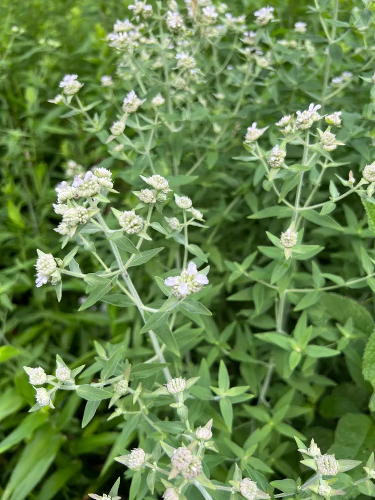 White Mountain Mint Flower Seeds for Planting - 100 pcs