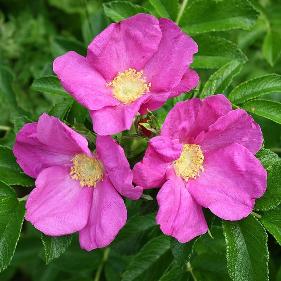 Pink Rugosa Rose Blomsterfrø til udplantning - 100 stk