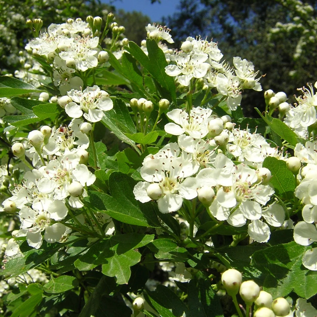 planting hawthorn seeds Crataegus Flower Seeds – Heirloom Non-GMO Hawthorn Seeds for Hardy Ornamental Garden Hedges