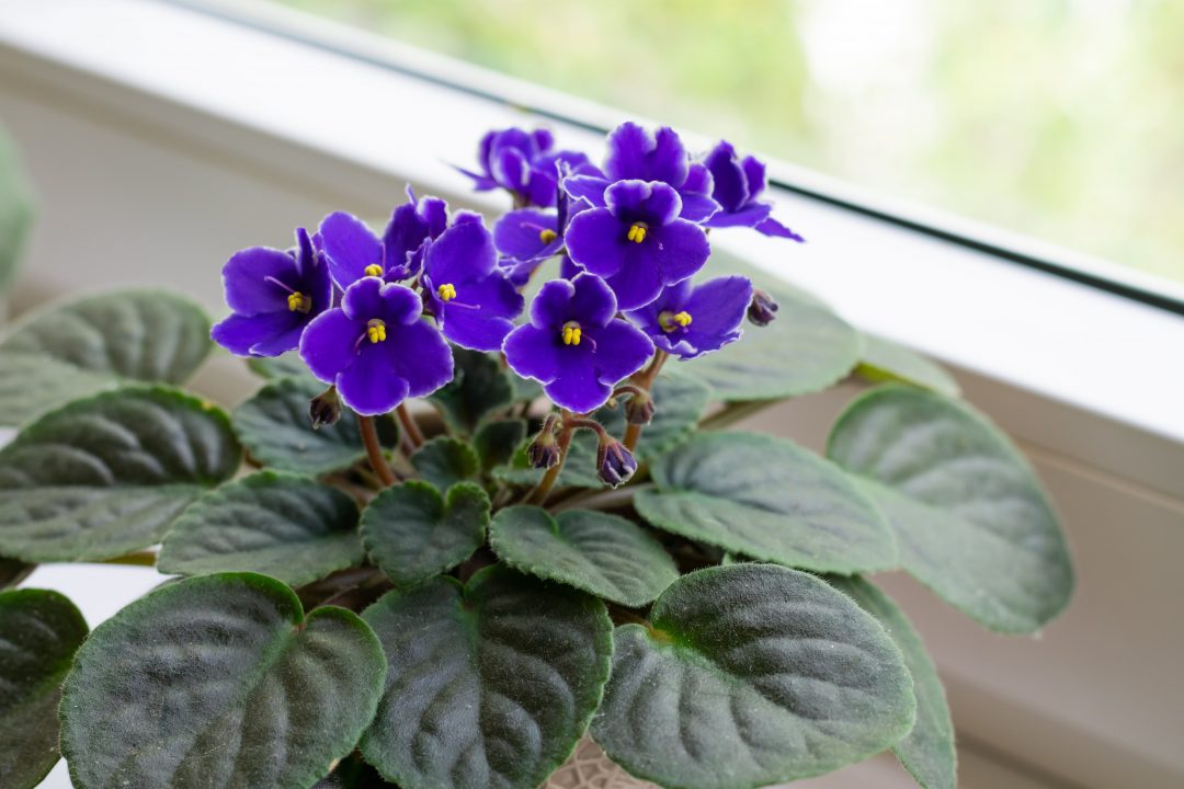 African Violet Sky Blue Flower Seeds for Planting - 100 pcs