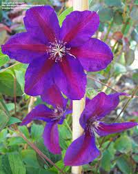 Clematis rød lilla blomsterfrø til plantning - 100 stk