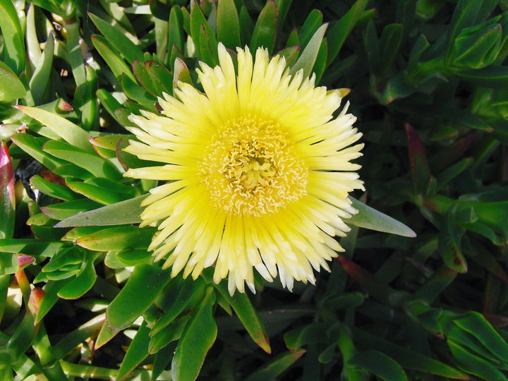Carpobrotus Flower Seeds – Heirloom, Non-GMO, Drought-Tolerant Succulent Blooms for Garden Planting