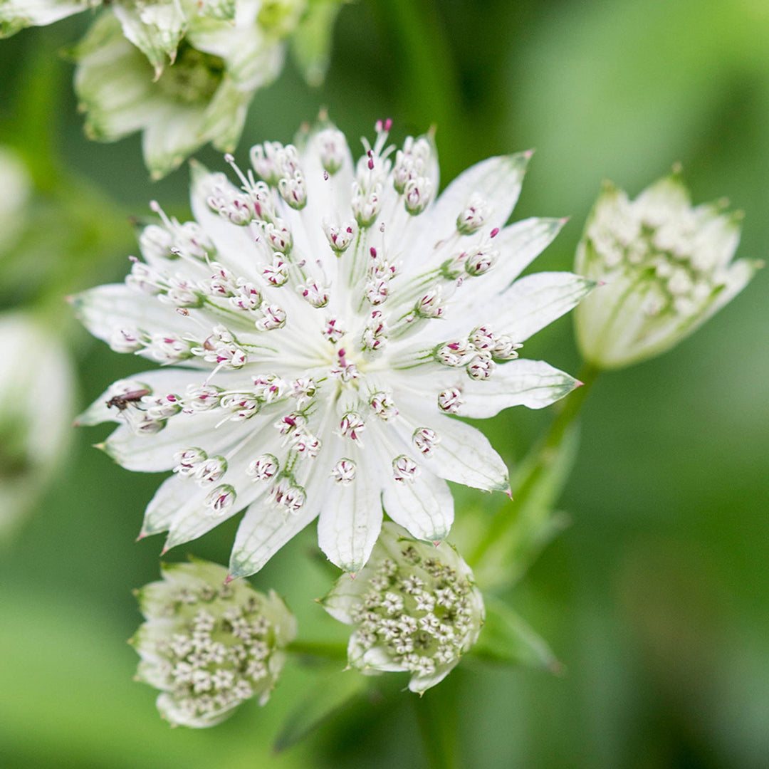 Astrantia Plant Seeds for Planting - 100 pcs