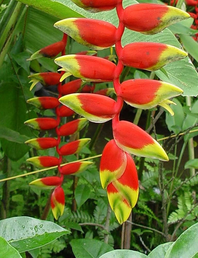 Heliconia Plant Seeds for Planting - 100 pcs