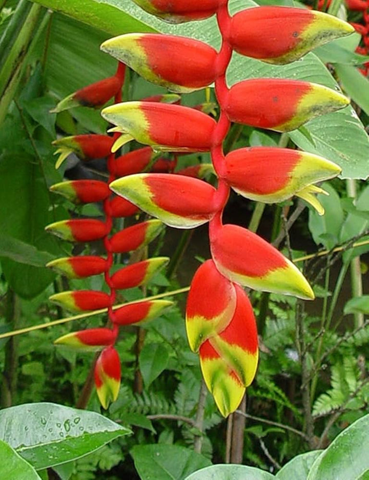 Heliconia plantefrø til udplantning - 100 stk