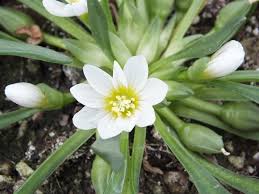 Hvide Nevadensis blomsterfrø til plantning - 100 stk