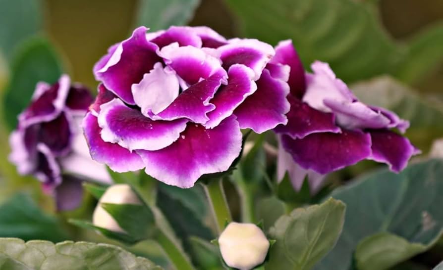 Gloxinia lilla hvide blomsterfrø til plantning - 100 stk