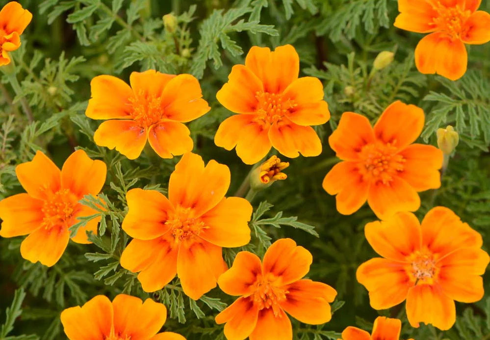 Yellow Signet Marigold Flower Seeds for Planting - 100 pcs