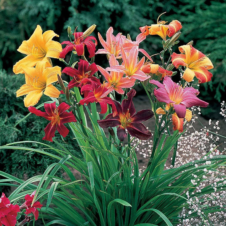 Hemerocallis Mixed Seeds for Planting – Organic, Heirloom, Non-GMO Flower Seeds