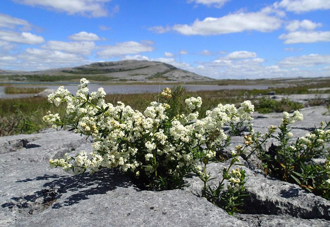 White Burren Flower Seeds for Planting - 100 pcs