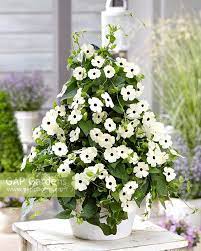 White Thunbergia Flower Seeds for Planting - 100 pcs