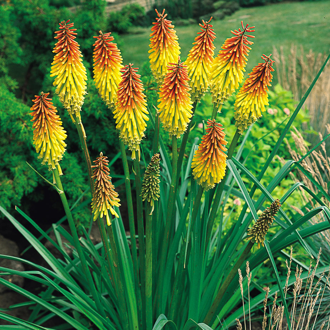 Heirloom Non-GMO Kniphofia Uvaria Flower Seeds for Planting – Exotic Torch-Lily Blooming Seeds
