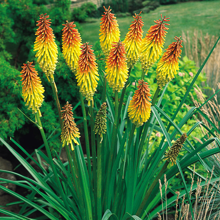 Heirloom Non-GMO Kniphofia Uvaria Flower Seeds for Planting – Exotic Torch-Lily Blooming Seeds