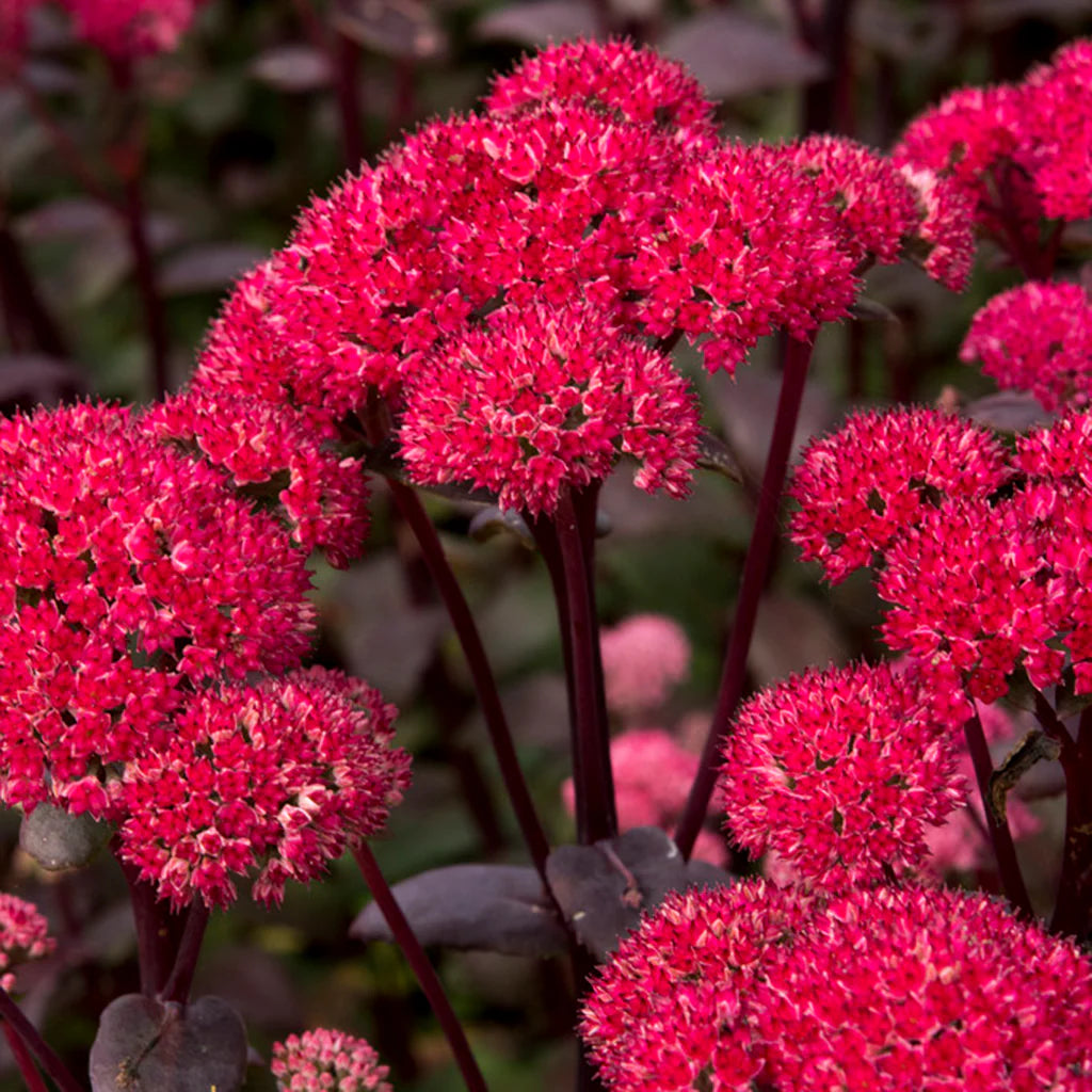 Heirloom Non-GMO Red Sedum Flower Seeds for Planting – Colorful Drought-Tolerant Ground Cover Seeds
