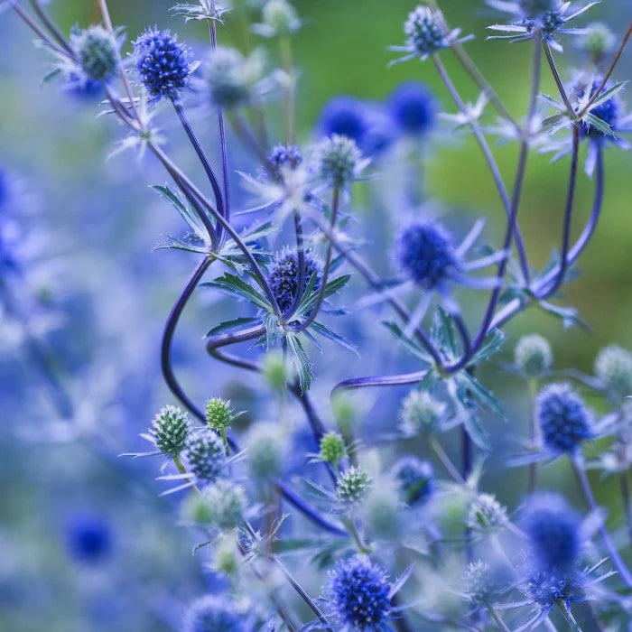 Eryngium plantefrø til udplantning, 100 stk