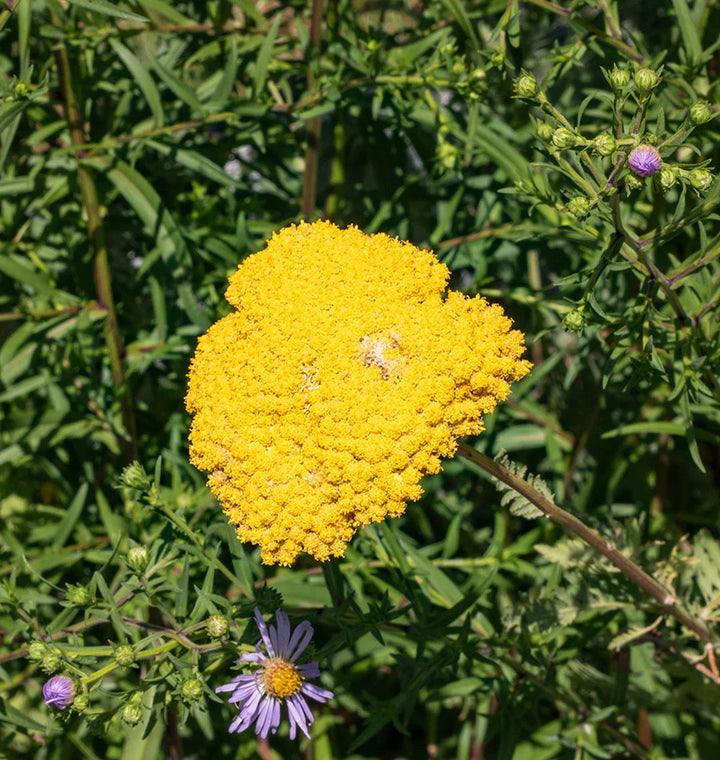 Yellow Achillea Flower Seeds for Planting - 100 pcs