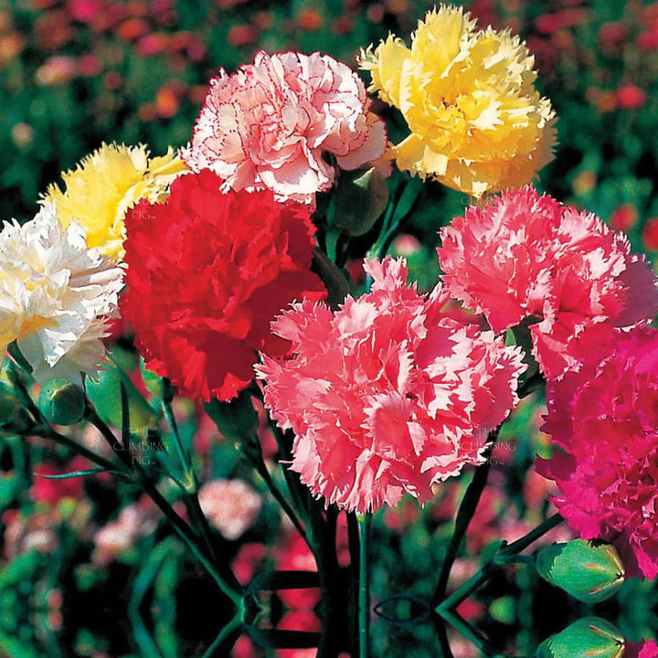 Carnation Flower Seeds for Planting, Gray, 100 pcs