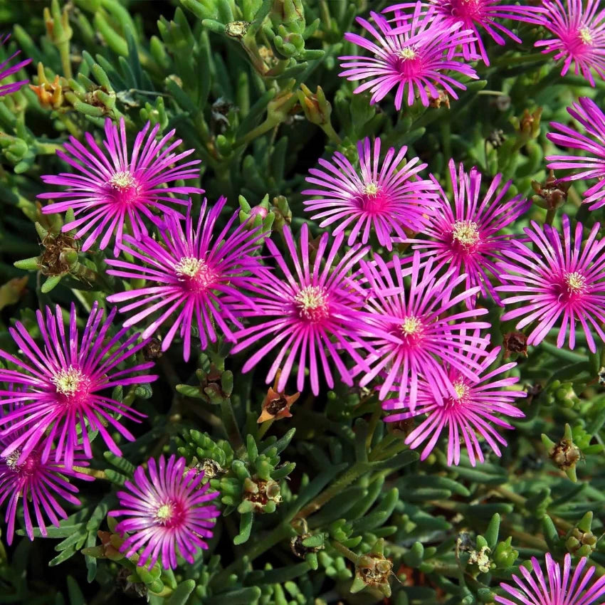 Organic Purple Delosperma Cooperi Groundcover Flower Seeds for Planting – Heirloom, Non-GMO
