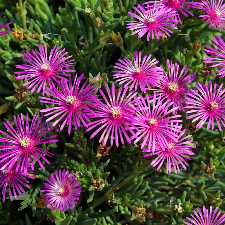 Organic Purple Delosperma Cooperi Groundcover Flower Seeds for Planting – Heirloom, Non-GMO