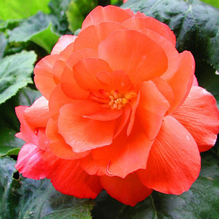 Light Orange Camellia Flower Seeds – Heirloom Non-GMO Seeds for Planting | High Germination Organic Garden Seeds