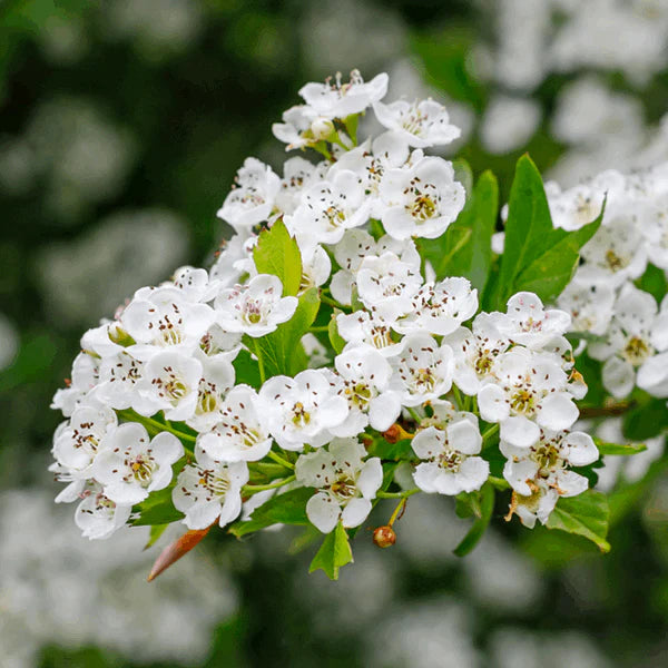 Monogyna blomsterfrø til plantning - 100 stk