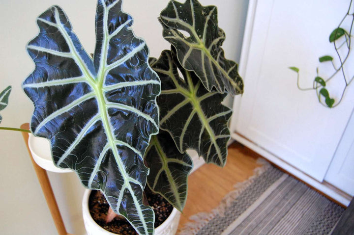 Alocasia plantefrø til udplantning - 100 stk