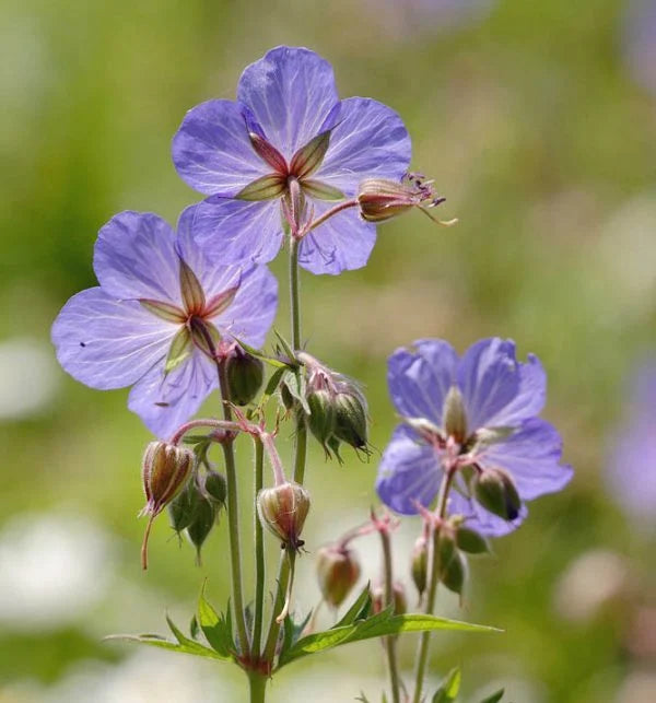 yellow geranium seeds Heirloom Non-GMO Geranium Pratense Flower Seeds for Planting – Classic – Neeraseeds