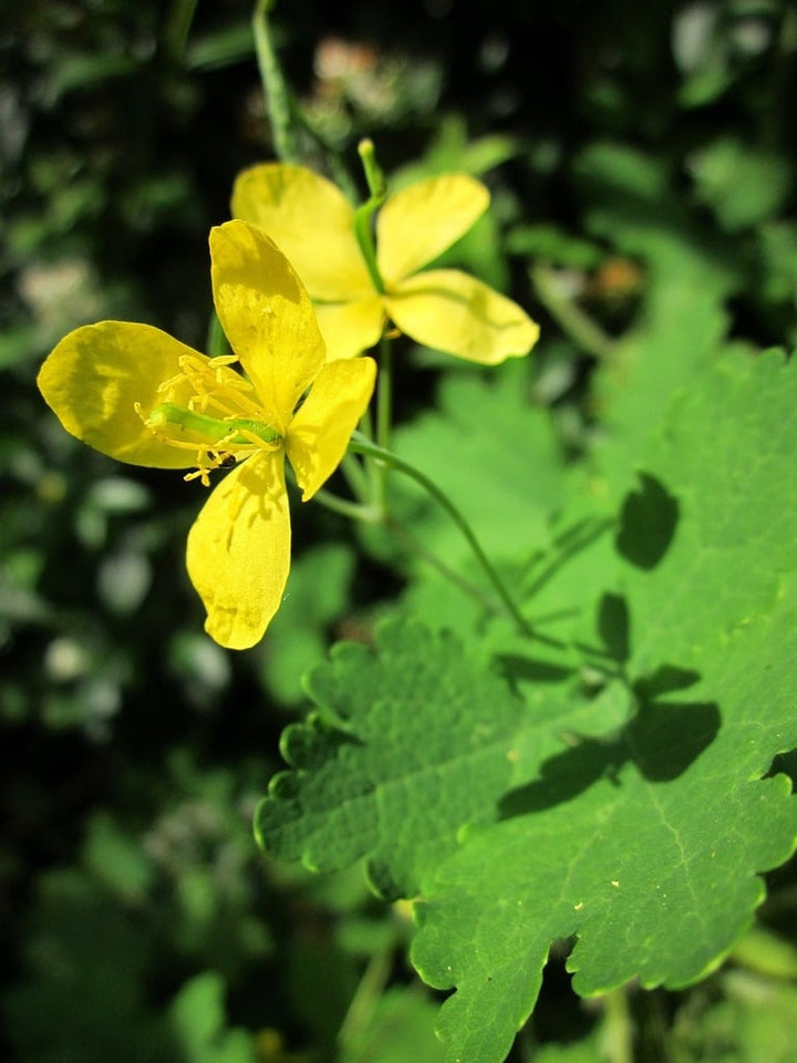 Heirloom Non-GMO Yellow Tetterwort Flower Seeds – Bright Garden Borders & Seasonal Planting