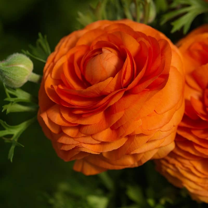 Gul Rød Ranunkel Blomsterfrø til udplantning, 100 stk