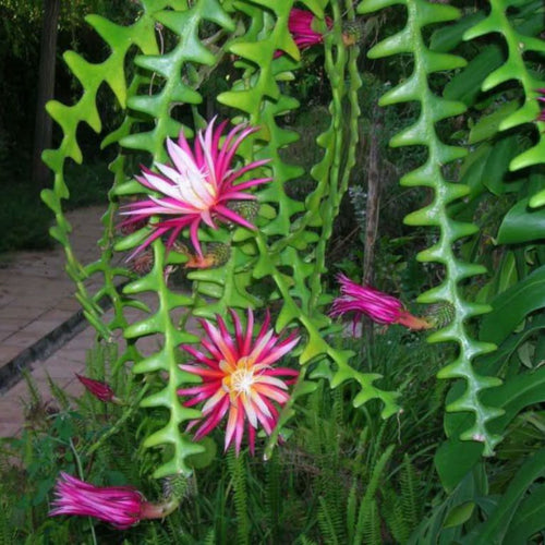 Heirloom Epiphyllum Anguliger Plant Seeds, Non-GMO Fishbone Cactus for Unique Indoor and Garden Planting