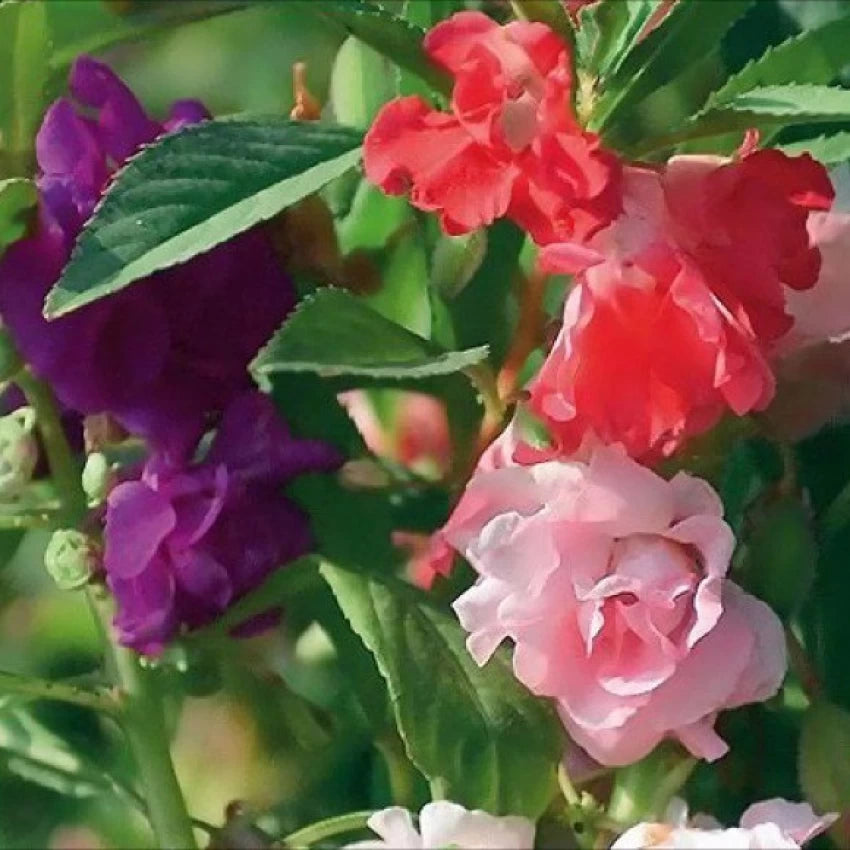 Heirloom Non-GMO Mixed Impatiens Balsamine Flower Seeds – Colorful Blooms for Garden Planting